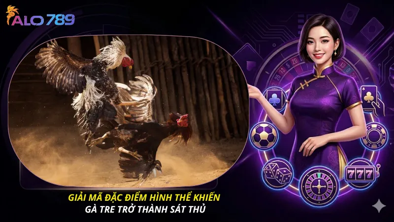 Giải mã đặc điểm hình thể khiến gà tre trở thành sát thủ