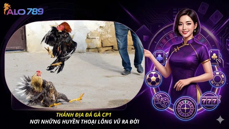 Thánh địa đá gà CP1 - Nơi những huyền thoại lông vũ ra đời